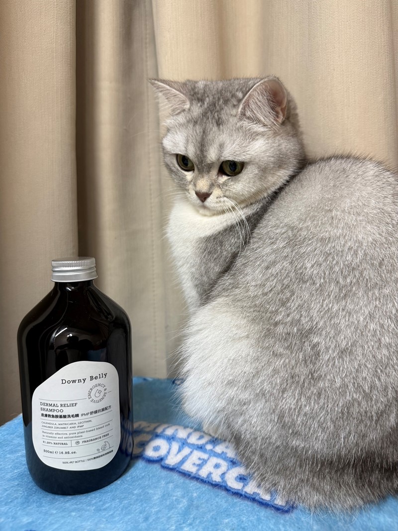 女人知己試用大隊,口碑行銷,部落客行銷,Downy Belly毛肚子,Downy Belly 保濕滋養胺基酸洗毛精,紅球薑淨膚配方,Downy Belly 保濕滋養胺基酸洗毛精-紅球薑淨膚配方,洗品天生防禦力，皮膚天生就很強,除了洗乾淨，其他的真的先不用,胺基酸清潔因子,好的界面活性劑，才能好洗,好沖淨,不易殘留,適量的細緻泡泡,狗貓皆適用,加拿大毒物學家安全把關,100%環保回收料再製瓶器,零廢棄為目標,低敏洗毛精,寵物訓練師好評,Downy Belly毛肚子,Downy Belly 皮膚救急胺基酸洗毛精,IPMP舒緩配方,Downy Belly 皮膚救急胺基酸洗毛精-IPMP舒緩配方,洗品天生防禦力,皮膚天生就很強,除了洗乾淨,其他的真的先不用,胺基酸清潔因子,APG+胺基酸清潔因子,IPMP高安全的成分,好的界面活性劑,才能好洗、好沖淨、不易殘留,適量的細緻泡泡,狗貓皆適用,加拿大毒物學家安全把關,100%環保回收料再製瓶器,零廢棄為目標,低敏洗毛精,寵物訓練師好評